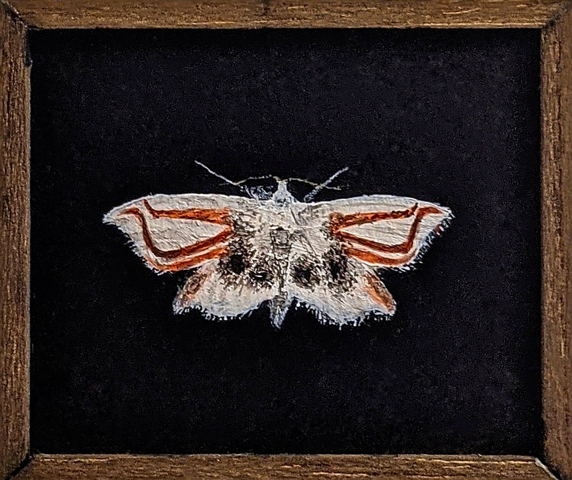 090 Siasmusotima aranea