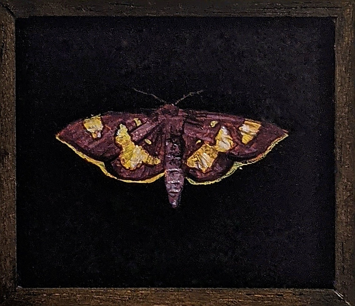 093 Colomychus talis