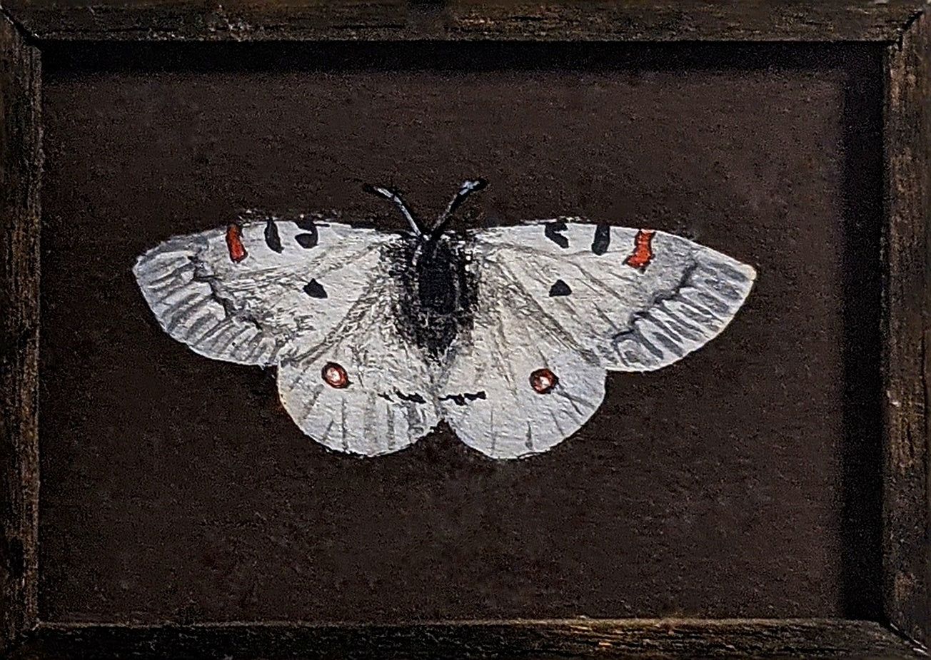 099 Parnassius phoebus
