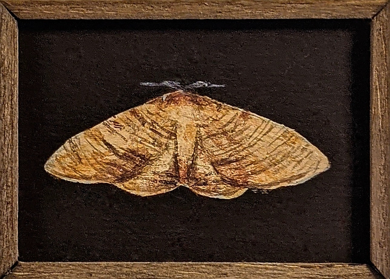 100 Plagodis dolabraria