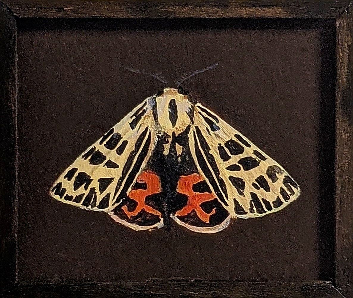 101 Grammia phyllira