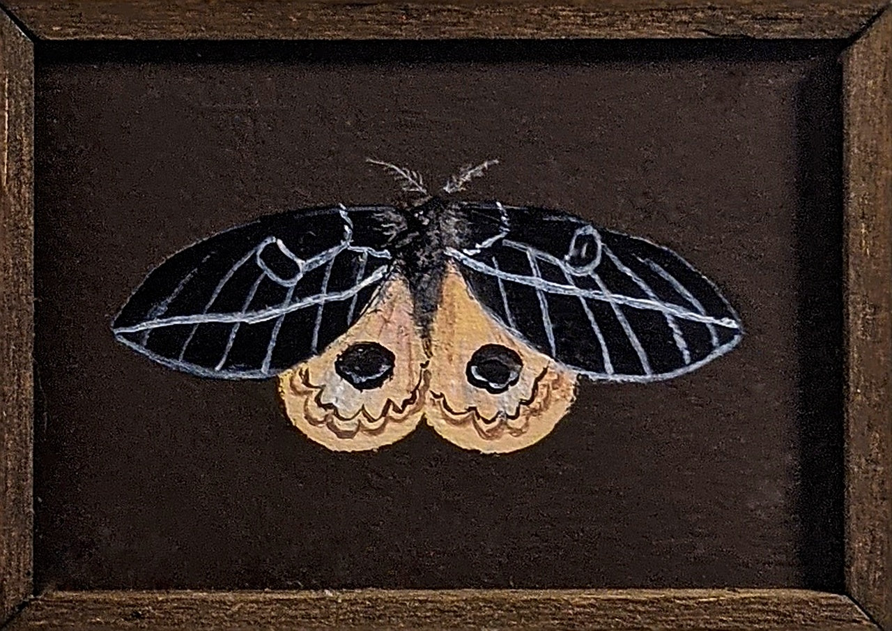 102 Leucanella stuarti