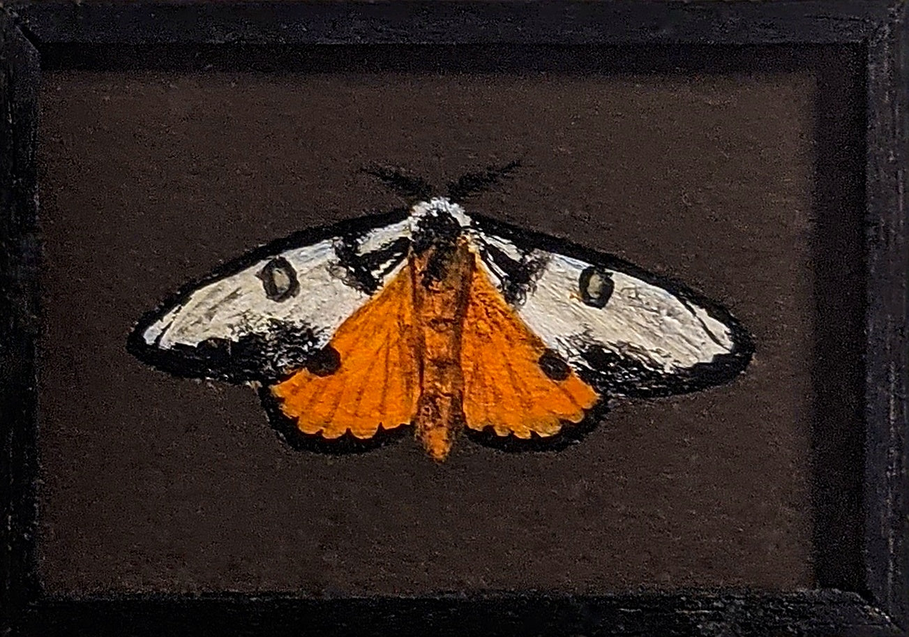 105 Hemileuca electra