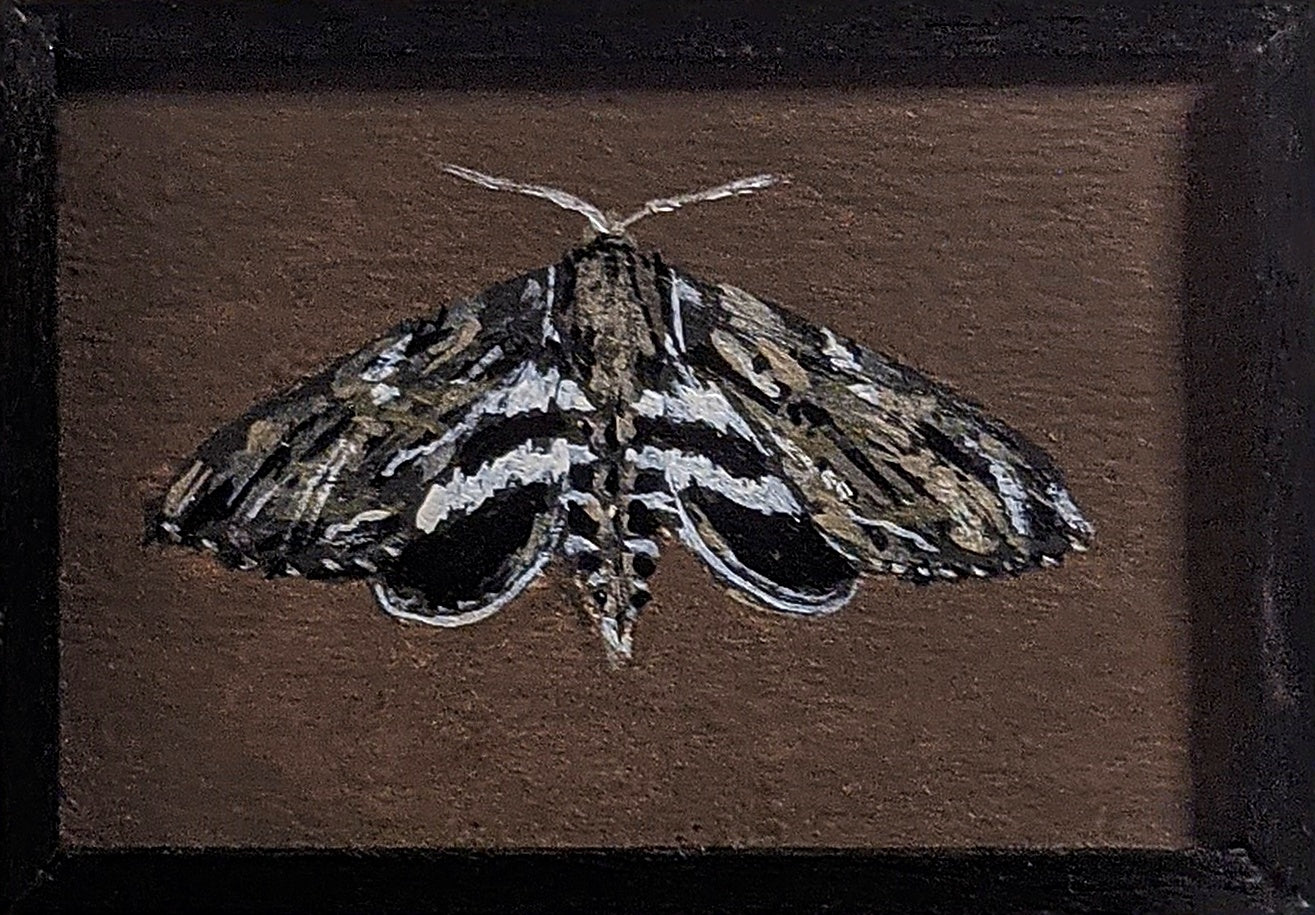 111 Lintneria eremitus