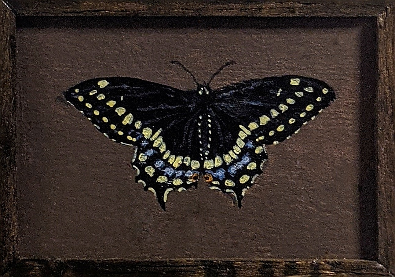 115 Papilio polyxenes