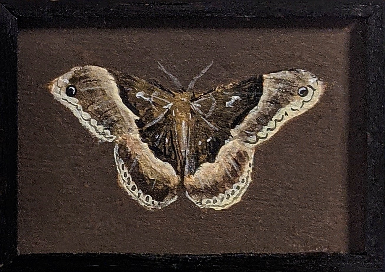 117 Callosamia angulifera