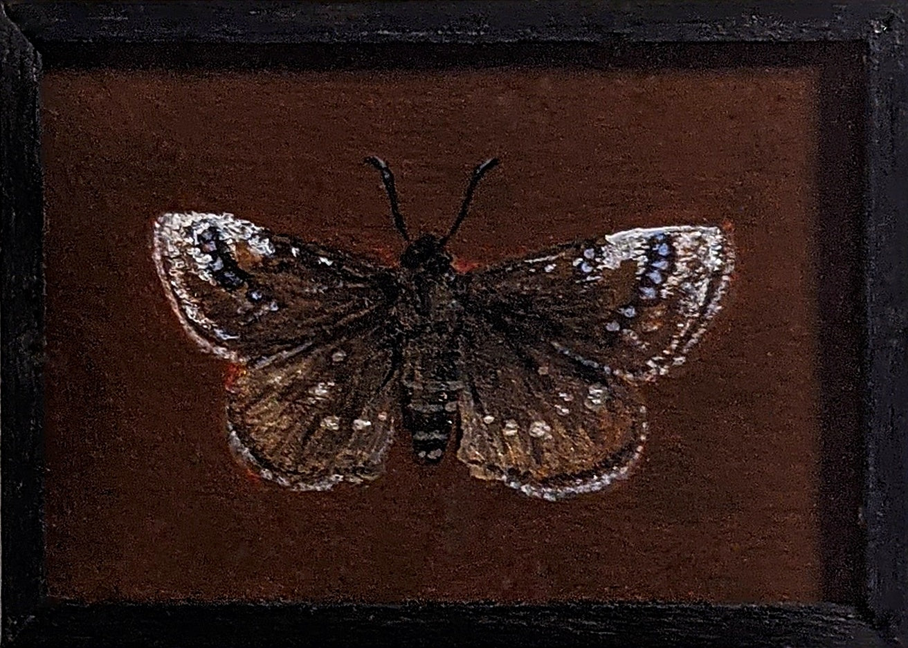 121 Erynnis brizo