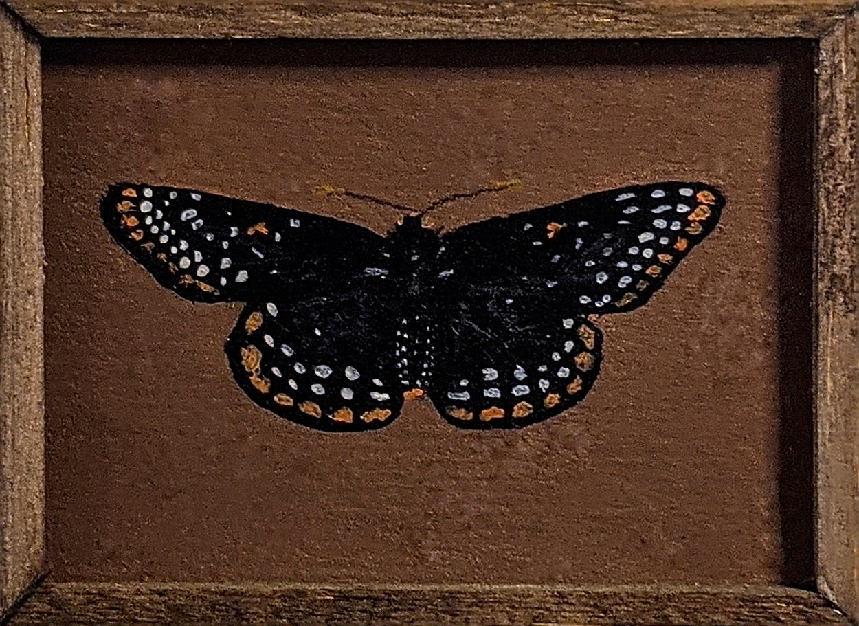 123 Euphydryas phaeton