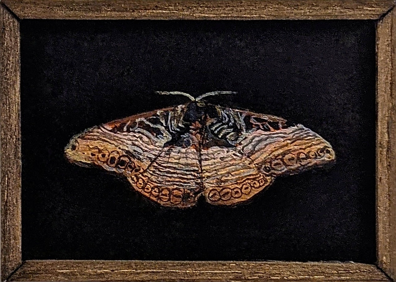 124 Dactyloceras barnsi