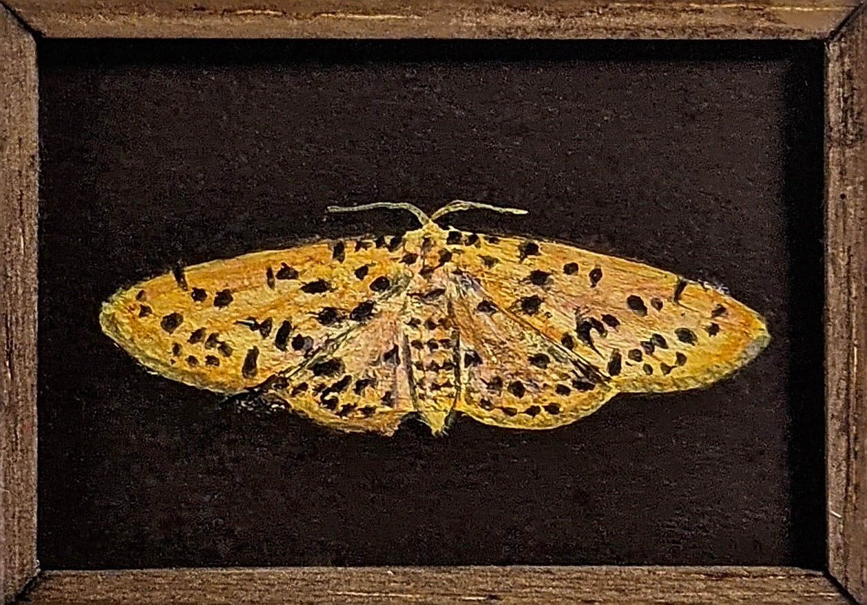 125 Conogethes punctiferalis