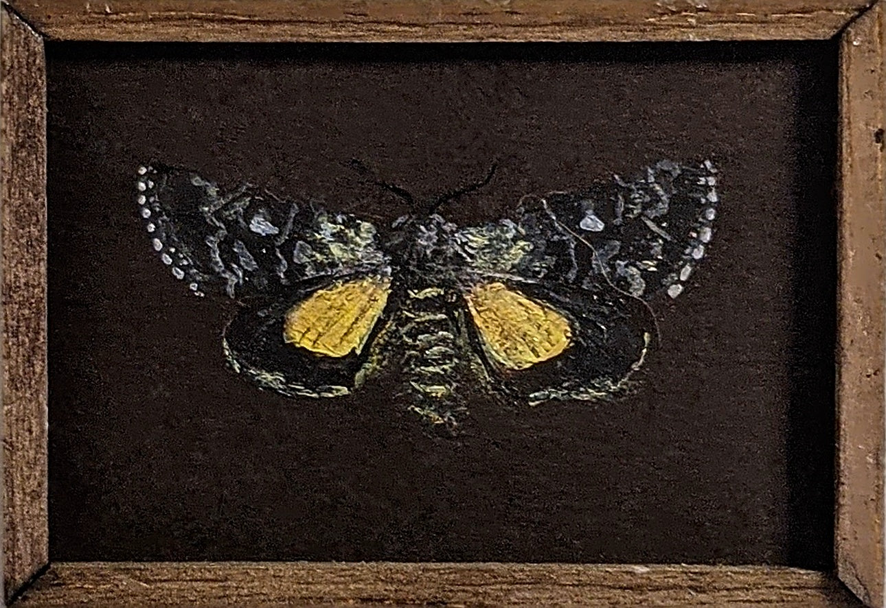 126 Anarta myrtilli