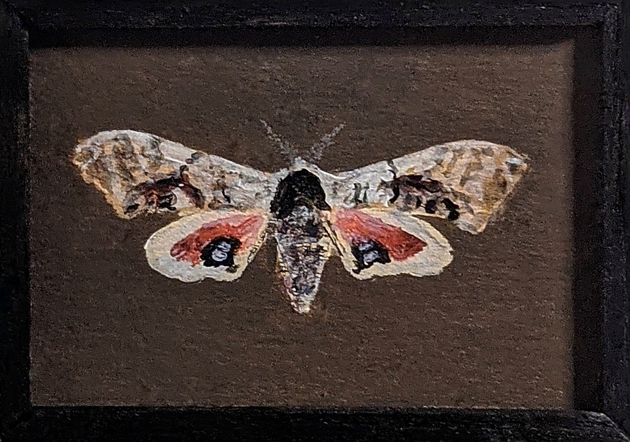 127 Smerinthus jamaicensis