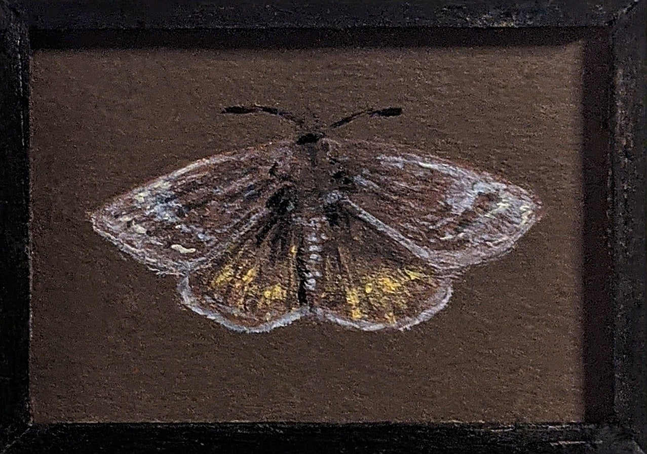 128 Erynnis persius