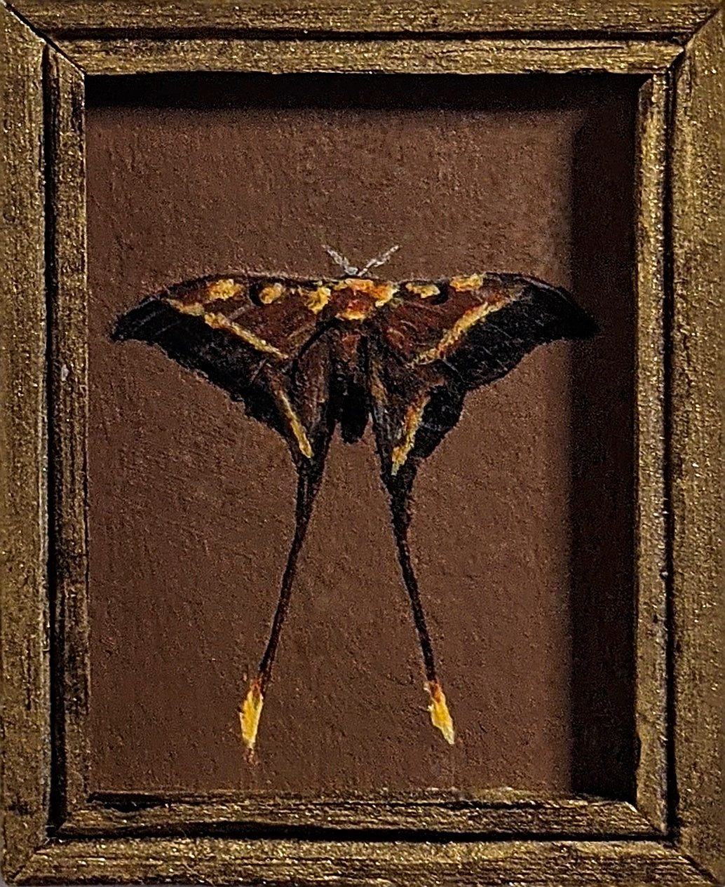 134 Actias isis