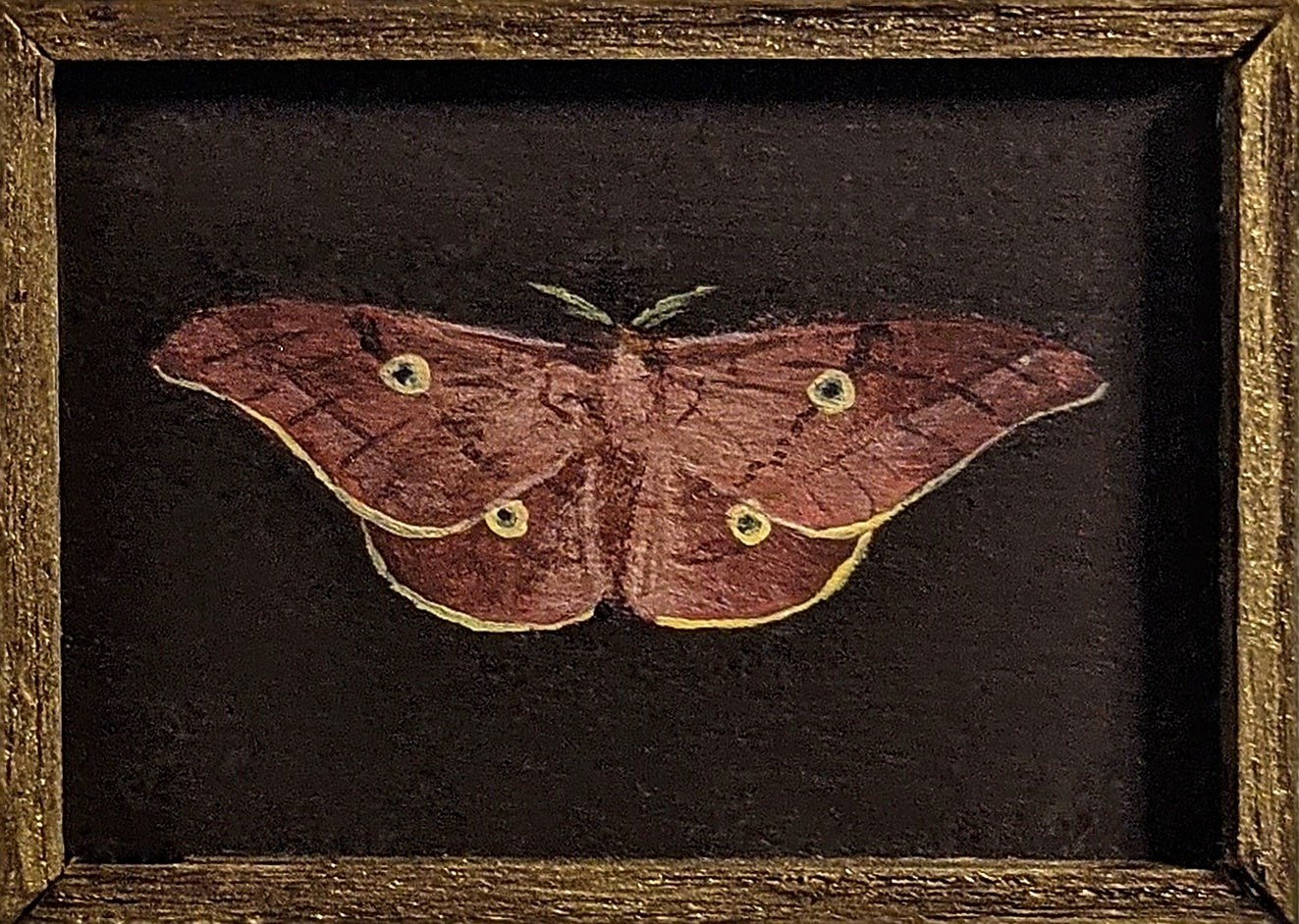 142 Antheraea pernyi