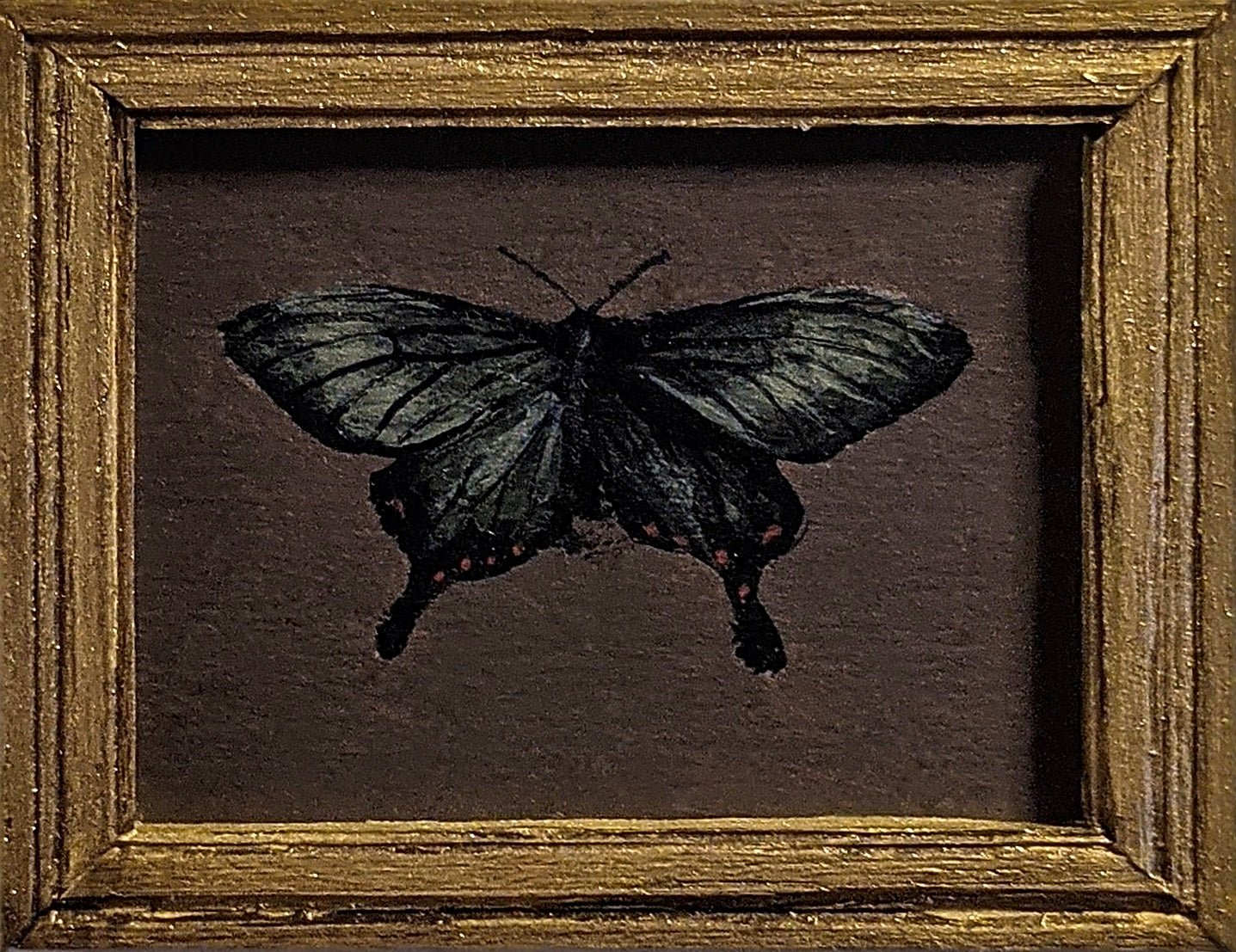 145 Epicopeia hainesii