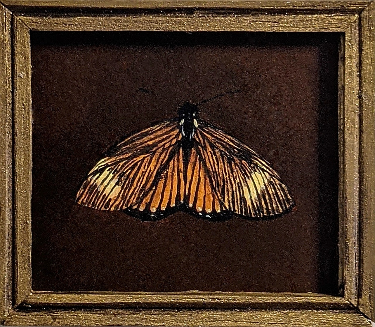 146 Imara acraeoides