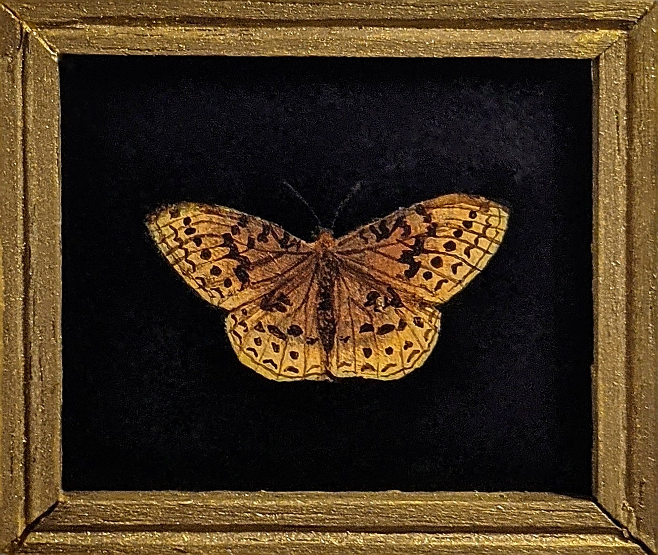 149 Speyeria cybele