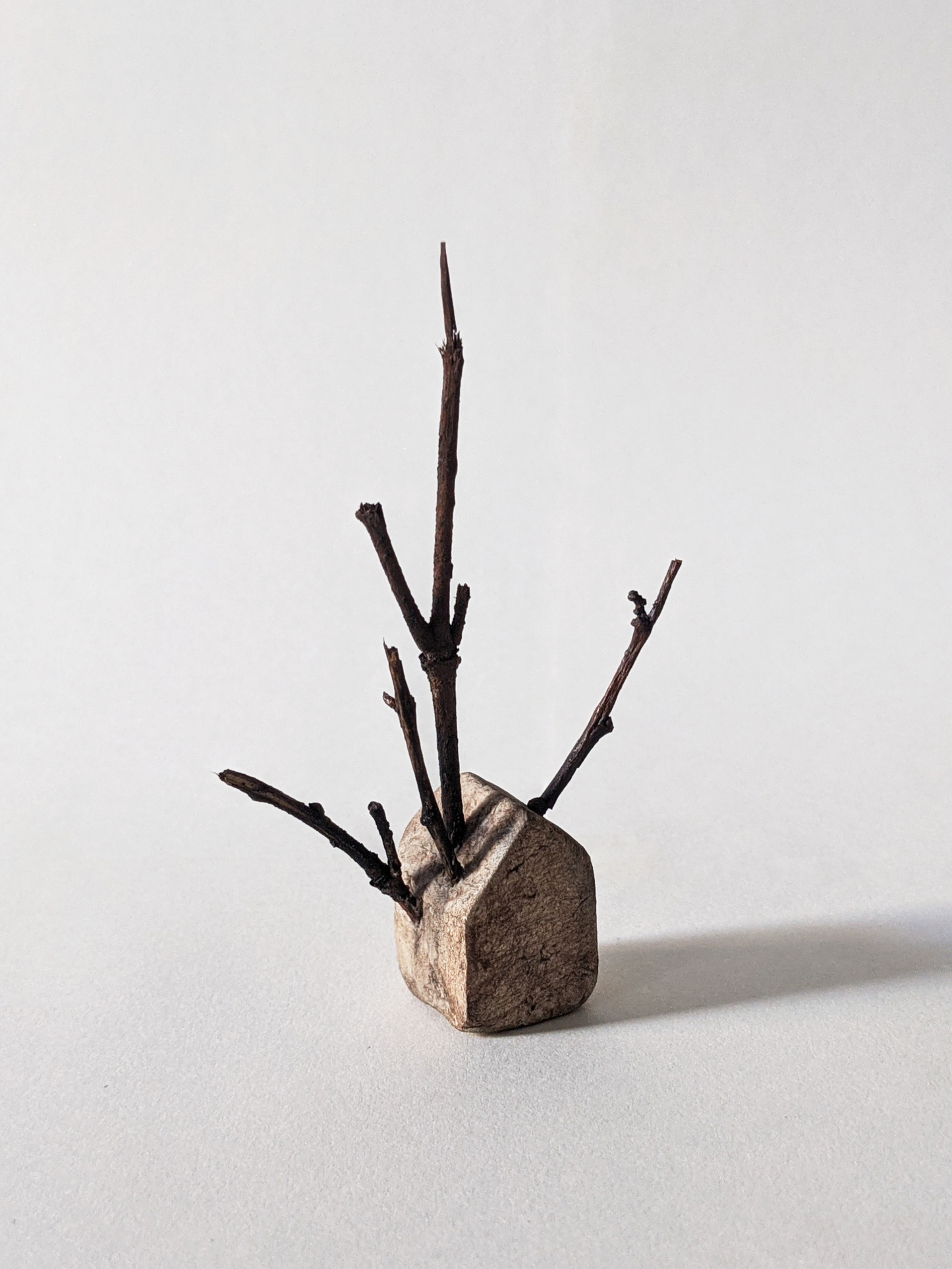 House with Branches II