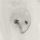 faces I [57/63]