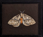 103 Pseudodirphia regia