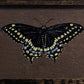 115 Papilio polyxenes
